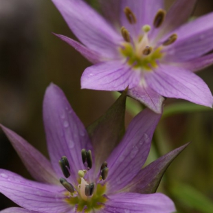 Swertia delavayi